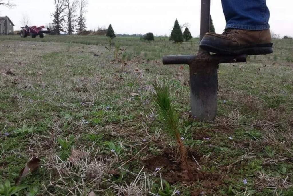 Rural Life On A Real Christmas Tree Farm! Hallmark Experience! Ozark エクステリア 写真