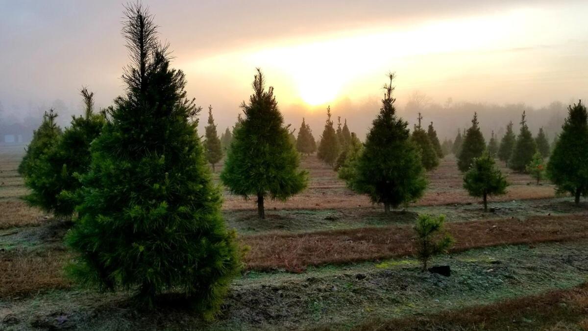 Rural Life On A Real Christmas Tree Farm! Hallmark Experience! Ozark エクステリア 写真