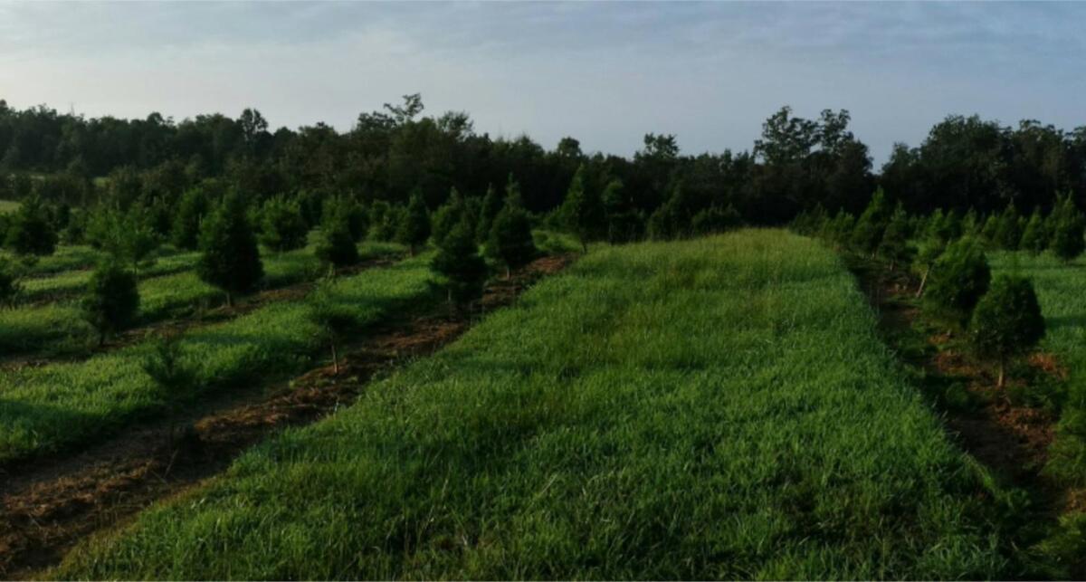 Rural Life On A Real Christmas Tree Farm! Hallmark Experience! Ozark エクステリア 写真